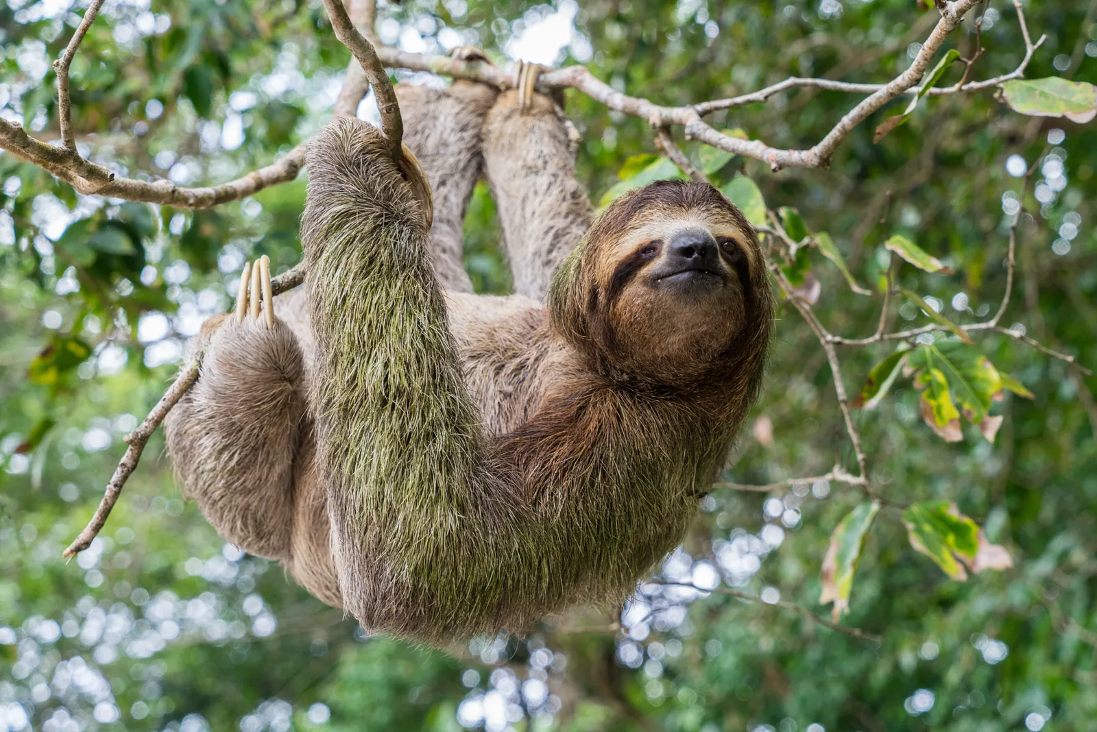 Sloth hanging tree costa rica