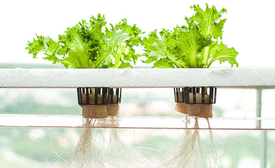 Hydroponics why a good idea